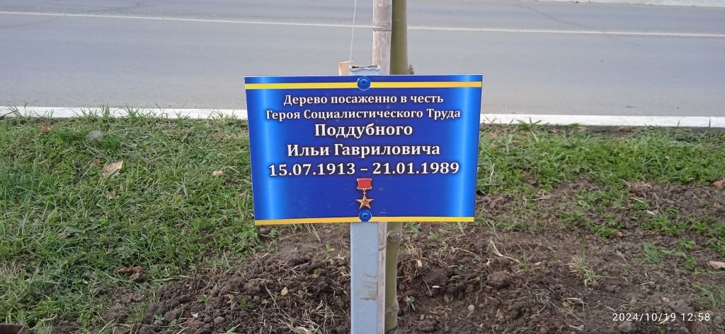 Дерево в честь героя социалистического труда Поддубный И.Г.