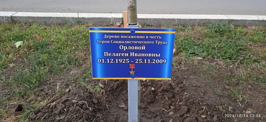 Дерево в честь героя социалистического труда Орлова П.И.