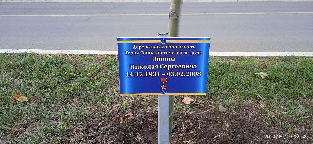 Дерево в честь героя социалистического труда Попов Н.С.
