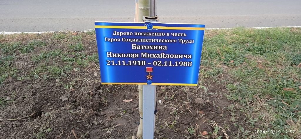 Дерево в честь героя социалистического труда Батохин Н.М.