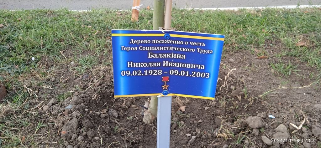 Дерево в честь героя социалистического труда Балакин Н.И.