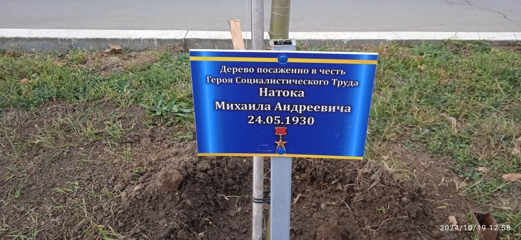 Дерево в честь героя социалистического труда Натока М.А.