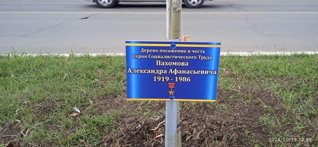 Дерево в честь героя социалистического труда Пахомов А.А.