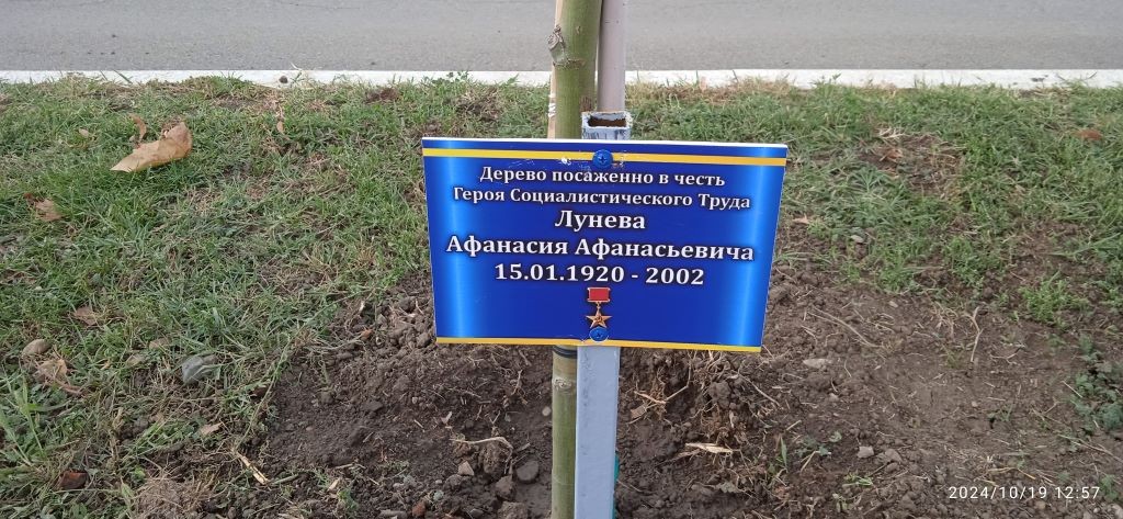 Дерево в честь героя социалистического труда Лунев А.А.