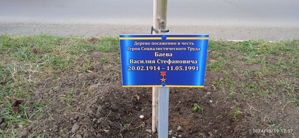 Дерево в честь героя социалистического труда Баев В.С.