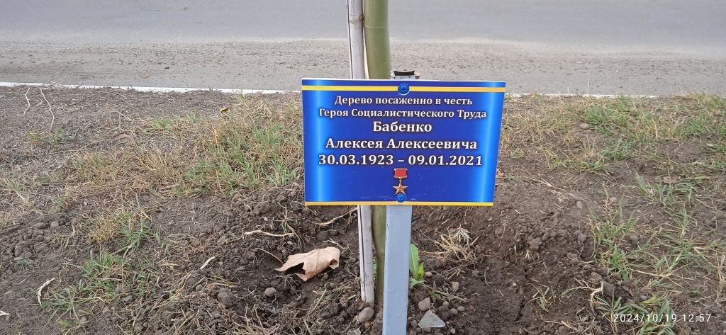Дерево в честь героя социалистического труда Бабенко А.А.