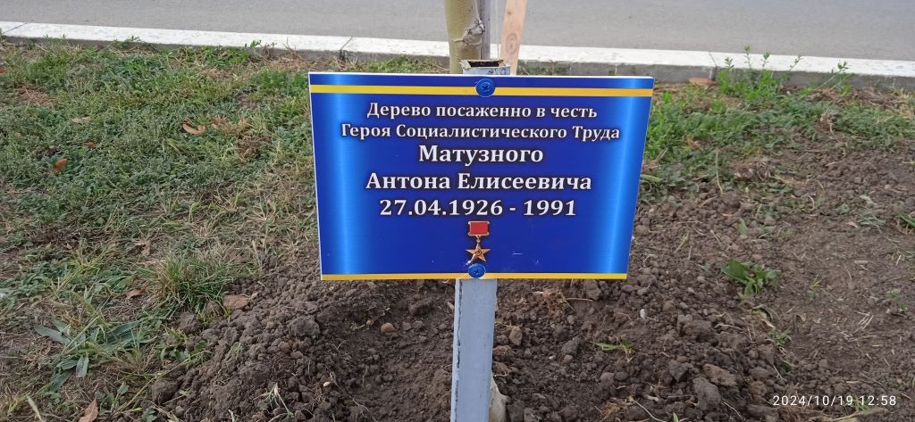 Дерево в честь героя социалистического труда Матузный А.Е.