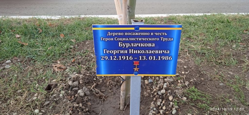 Дерево в честь героя социалистического труда Бурлачков Г.Н.